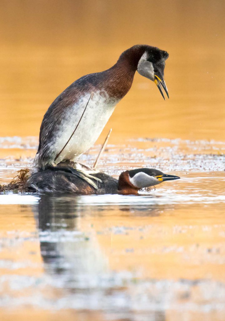 Серощёкая поганка — Podiceps grisegena