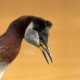 Серощёкая поганка — Podiceps grisegena