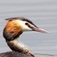 Чомга — Podiceps cristatus