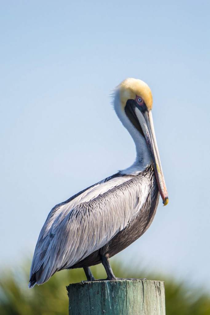 Американский бурый пеликан — Pelecanus occidentalis