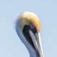 Семейство Пеликановые — Pelecanidae