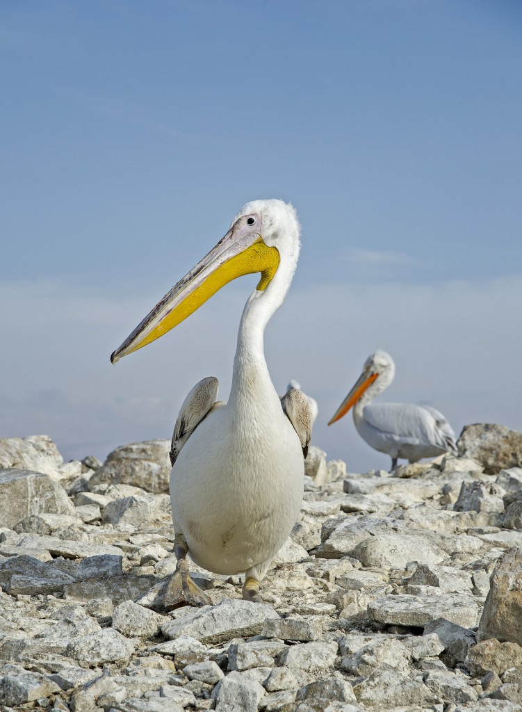 Розовый пеликан — Pelecanus onocrotalus