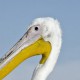 Розовый пеликан — Pelecanus onocrotalus