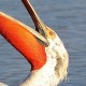 Кудрявый пеликан — Pelecanus crispus