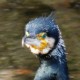 Семейство Баклановые — Phalacrocoracidae