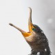 Большой баклан — Phalacrocorax carbo