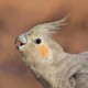 Корелла — Nymphicus hollandicus
