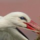 Белый аист — Ciconia ciconia