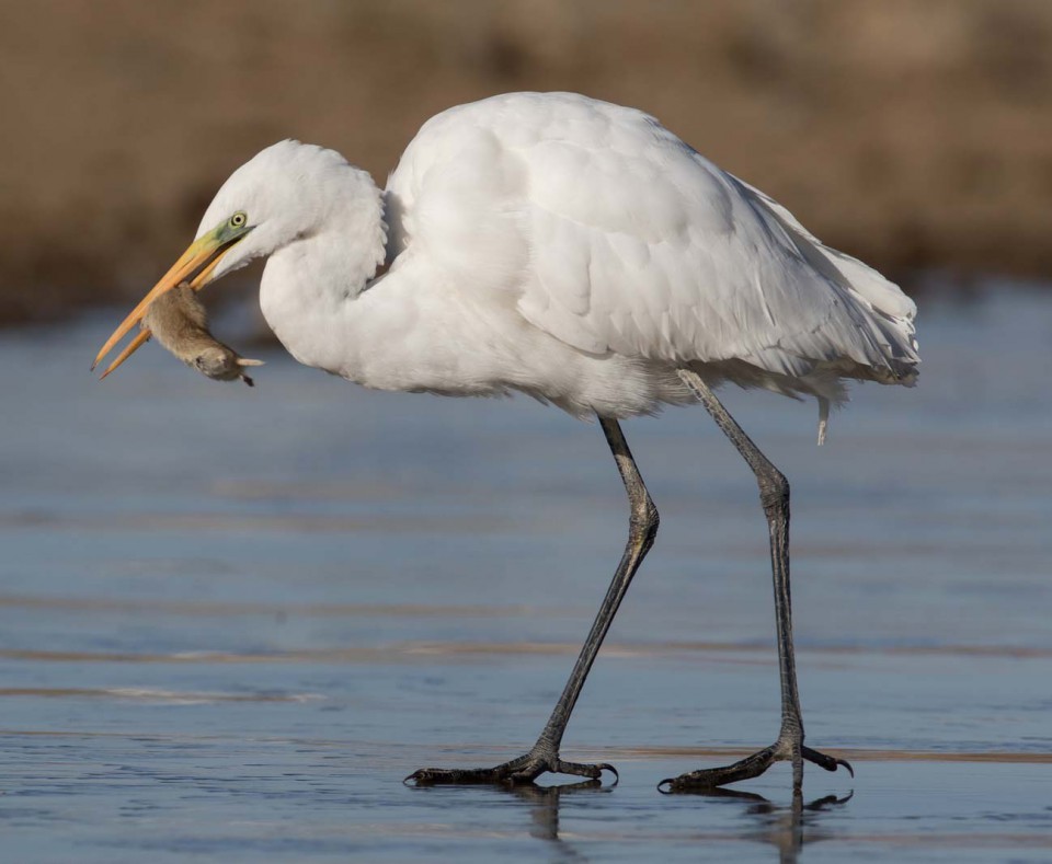 Большая белая цапля — Egretta alba