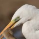 Большая белая цапля — Egretta alba