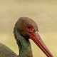 Чёрный аист — Ciconia nigra