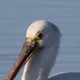 Колпица — Platalea leucorodia