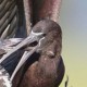 Каравайка — Plegadis falcinellus