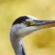 Серая цапля — Ardea cinerea