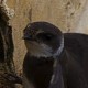 Семейство ласточковые — Hirundinidae