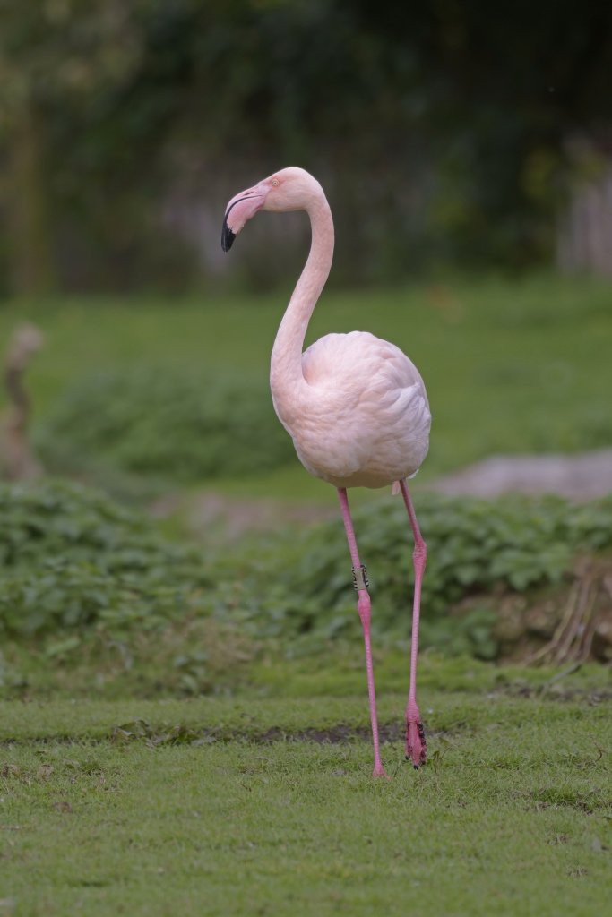 Розовый фламинго — Phoenicopterus roseus