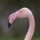 Розовый фламинго — Phoenicopterus roseus