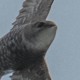 Стриж белопоясный — Apus pacificus