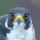Сапсан — Falco Peregrinus