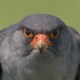 Кобчик — Falco vespertinus