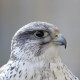 Кречет — Falco rusticolus