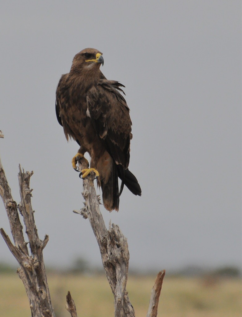 Степной орёл — Aquila nipalensis