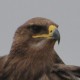 Степной орёл — Aquila nipalensis