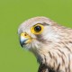 Пустельга обыкновенная — Falco tinnunculus