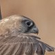 Кречет — Falco gyrfalco