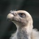 Снежный гриф — Gyps fulvus himalayensis