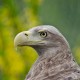 Орлан-белохвост — Haliaeetus albicilla