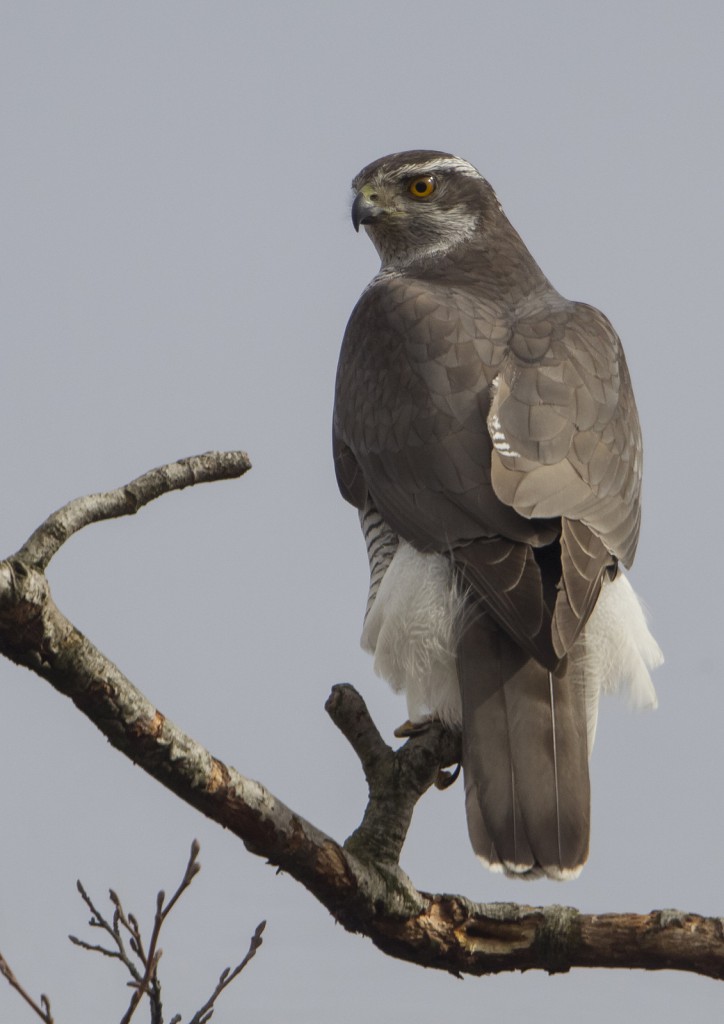 Ястреб-тетеревятник — Accipiter gentilis