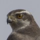 Ястреб-тетеревятник — Accipiter gentilis