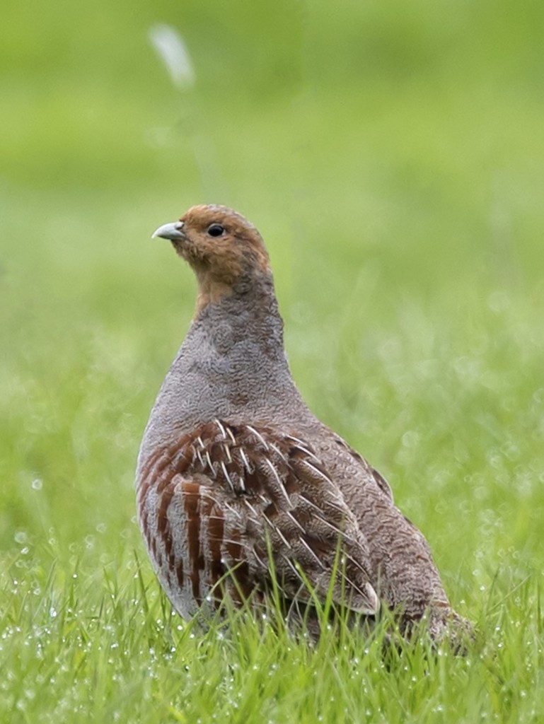 Серая куропатка — Perdix perdix