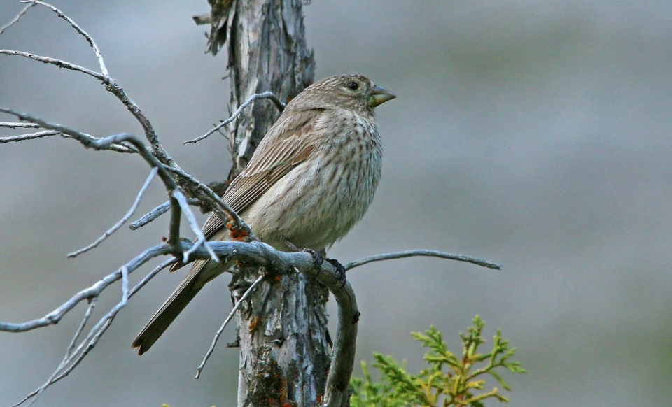 Большая чечевица (Carpodacus rubicilla)