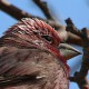 Арчовая чечевица (Carpodacus rhodochlamys)