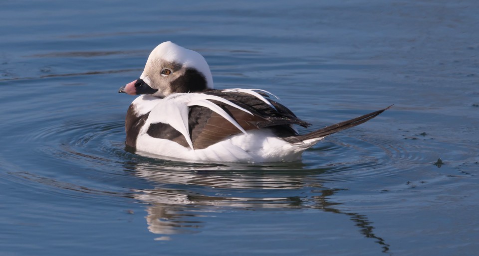 Морянка — Clangula hyemalis