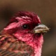 Краснобровая чечевица (Carpodacus rhodochrous)