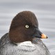 Гоголь — Bucephala clangula