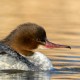 Большой крохаль — Mergus merganser