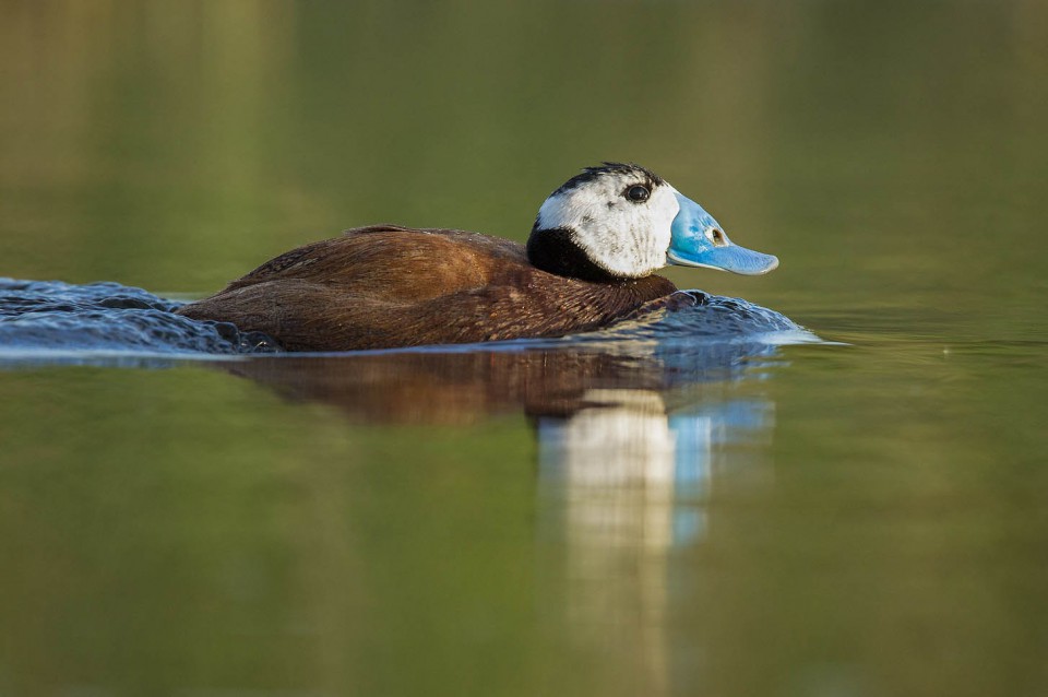 Савка — Oxyura leucocephala