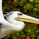 Розовый пеликан — Pelecanus onocrotalus