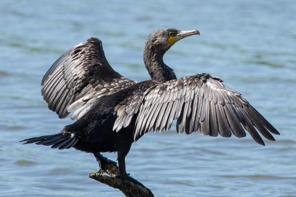 Большой баклан — Phalacrocorax carbo