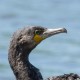 Большой баклан — Phalacrocorax carbo