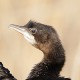 Малый баклан — Phalacrocorax pygmaeus