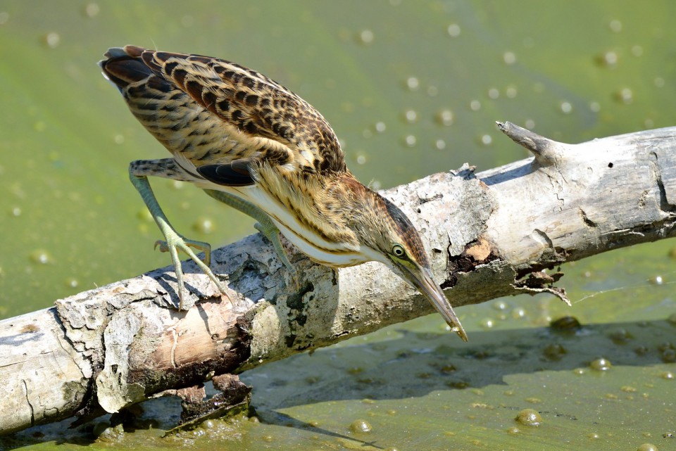 Волчок — Ixobrychus minutus