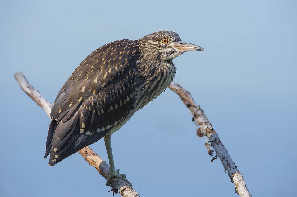 Кваква — Nycticorax nycticorax