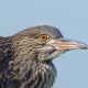 Кваква — Nycticorax nycticorax