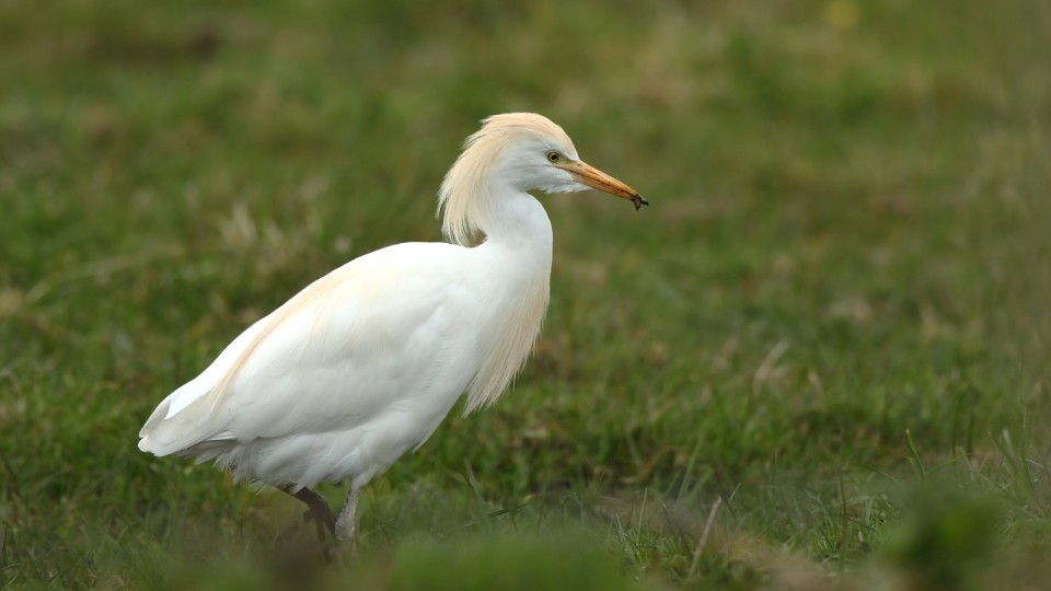 Египетская цапля — Bubulcus ibis