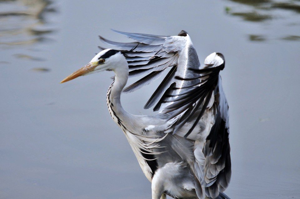 Серая цапля — Ardea cinerea